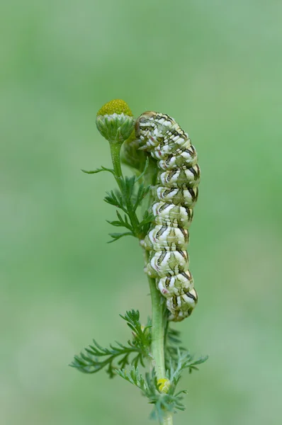 Cucullia chamomillae — Zdjęcie stockowe