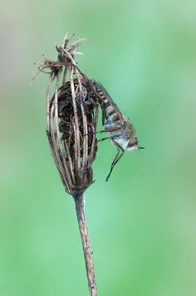 Gri sinek — Stok fotoğraf