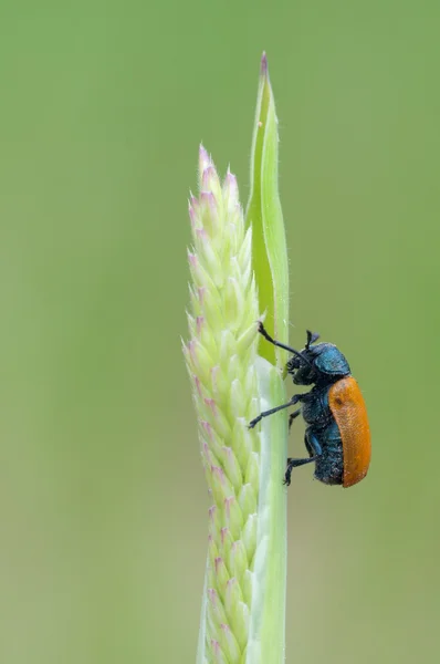 Escaravelho-laranja — Fotografia de Stock
