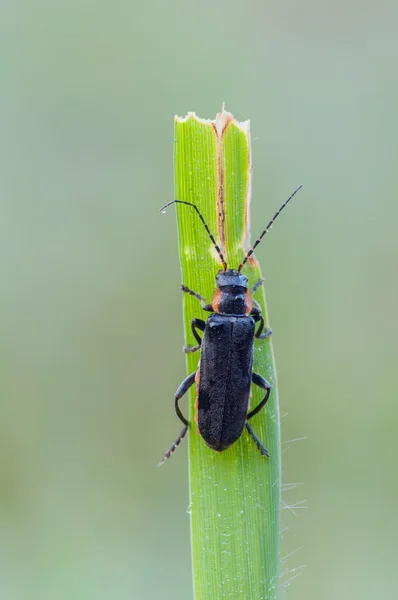 Cantharis obscura — Stockfoto