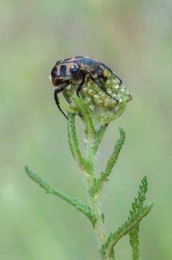 Trichius sp.