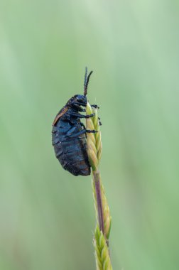 ARIMA marginata