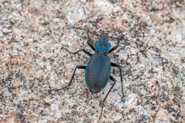 Carabus intricatus