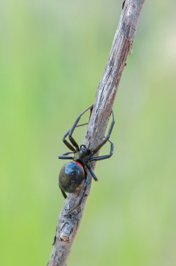 Steatoda paykulliana clipart