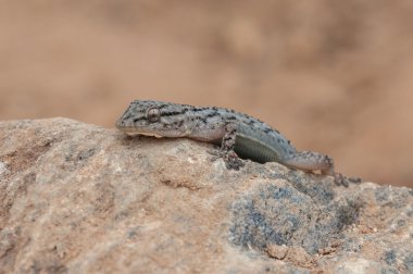 Tarentola mauritanica