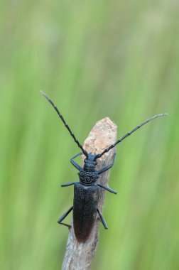 Cerambyx cerdo