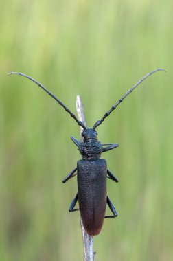 Cerambyx cerdo