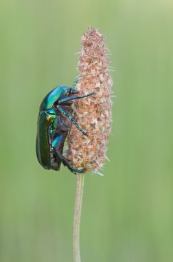 Protaetia affinis