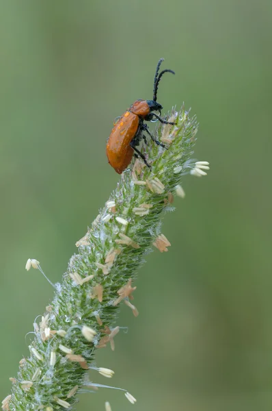 Orange leaf beetle — Stock Photo, Image