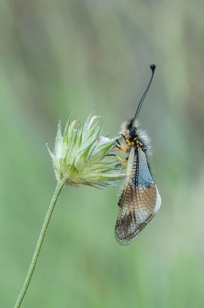 Libelloides coccajus — Stok fotoğraf