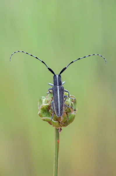 Escarabajo de cuerno largo —  Fotos de Stock
