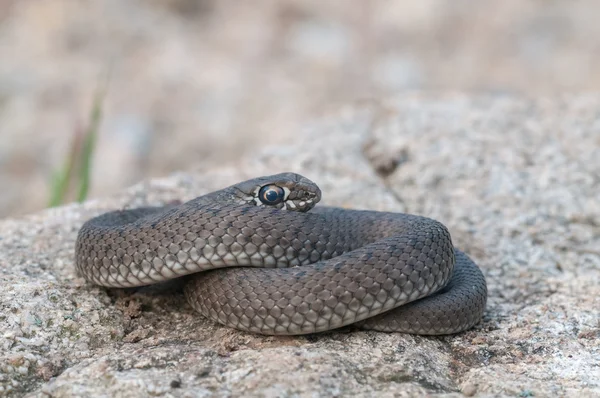 一条蛇 — 图库照片