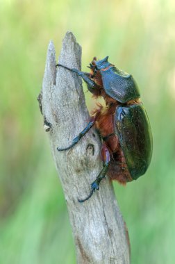 Oryctes nasicornis