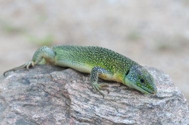 Lacerta bilineata