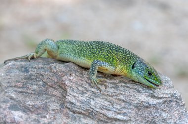 Lacerta bilineata