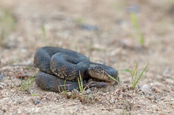 Cobra de água viperina — Fotografia de Stock