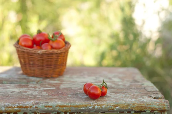 Tomate cerise sur une corde — Photo