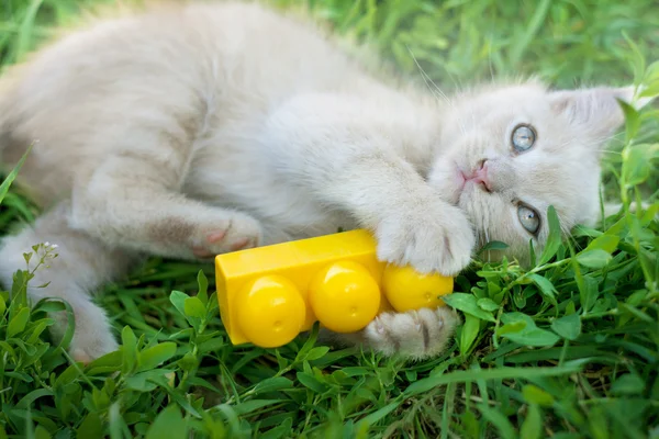 Słodki kot — Zdjęcie stockowe