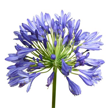 Agapanthus clipart