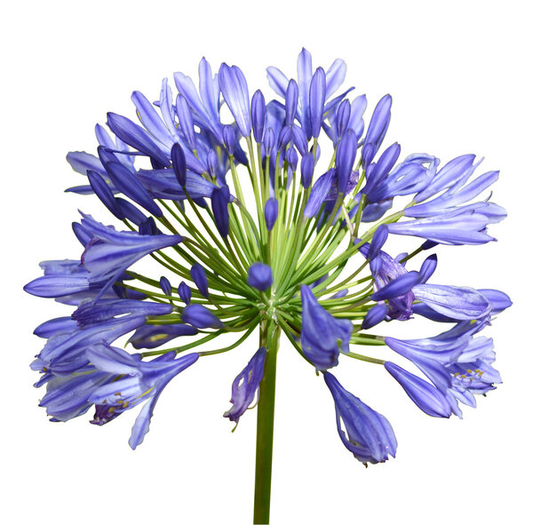 Agapanthus