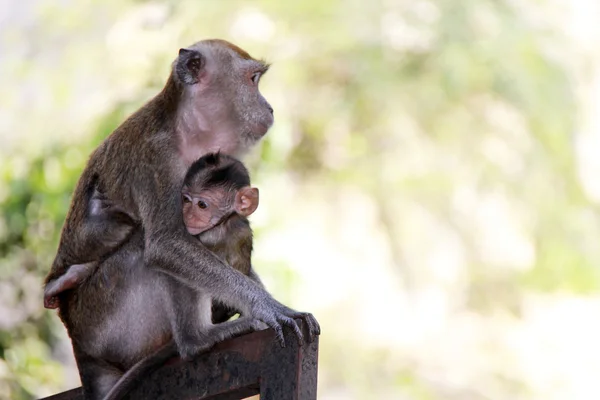 Μαϊμού και παιδί — Φωτογραφία Αρχείου