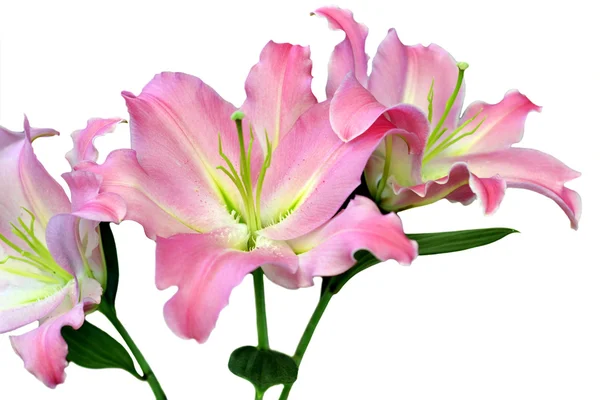 Růžová lilie Stock Obrázky