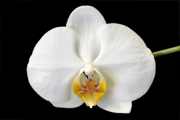 Witte orchidee Rechtenvrije Stockfoto's