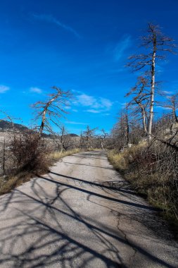 Road in burnt forest clipart