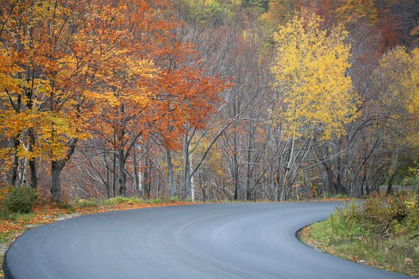 Herbstszene im Wald — Stockfoto