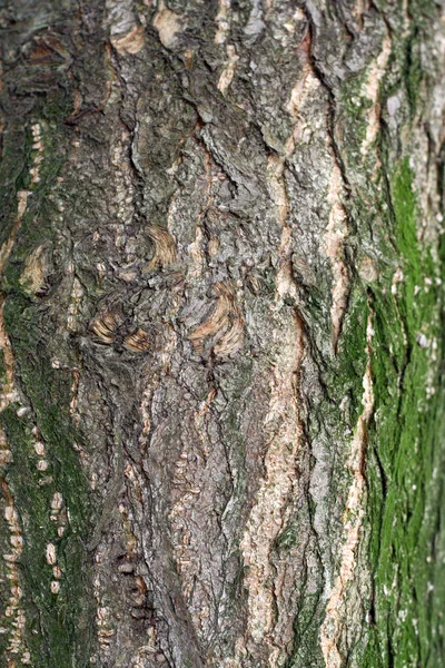 Macro d'écorce d'arbre — Photo