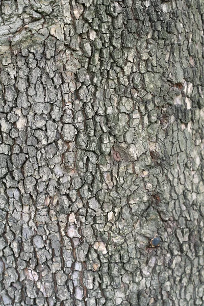 Macro d'écorce d'arbre — Photo