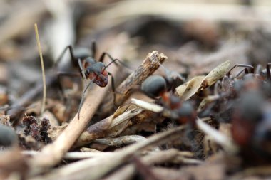 Ormandaki karıncalar