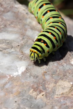 Swallowtail tırtıl