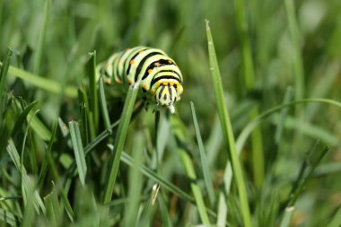 Swallowtail tırtıl