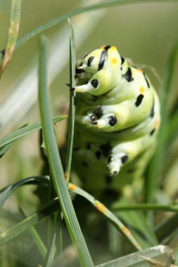 Swallowtail tırtıl