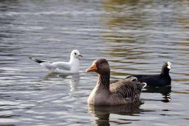 farklı tür kuş Gölü hyde Park, Londra