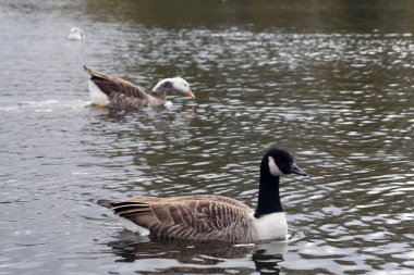 farklı tür kuş Gölü hyde Park, Londra