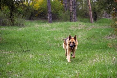 Alman çoban köpeği