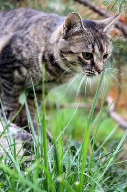 Çimlerdeki genç kedi