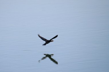 Siyah karabatak (phalacrocorax carbo) uçan