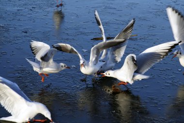 buz üzerinde Gulls