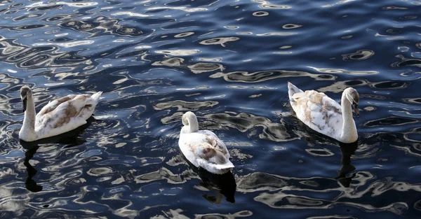 Pequeno cisne com os pais nadando na água — Fotografia de Stock