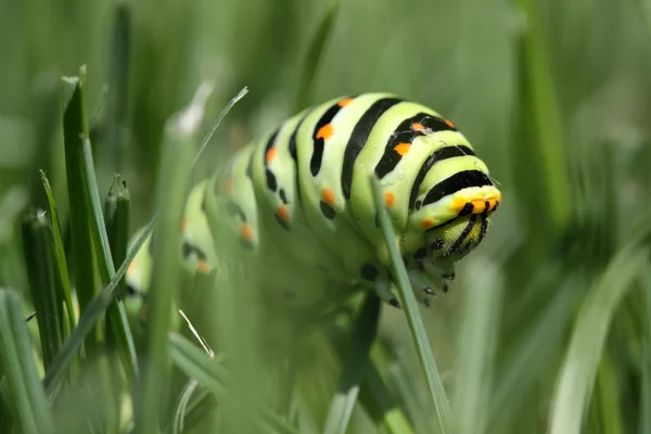 Swallowtail κάμπια — Φωτογραφία Αρχείου