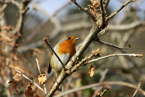 Red robin on a branch — Stock Photo, Image