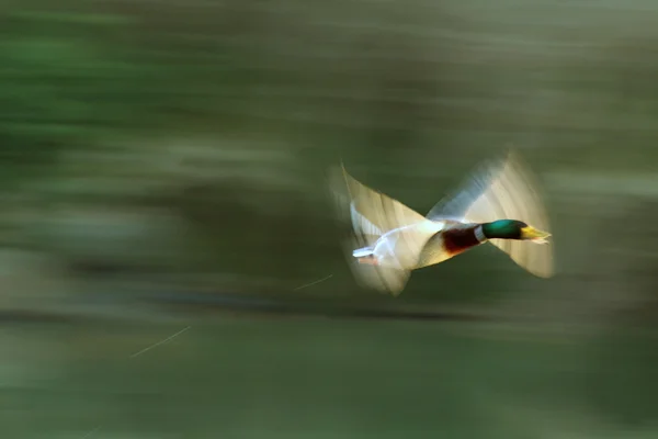 Pato em voo azul — Fotografia de Stock