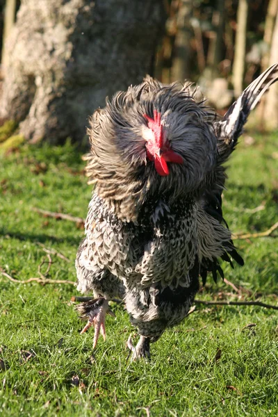A rooster in action — Stock Photo, Image