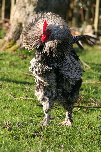 A rooster in action — Stock Photo, Image