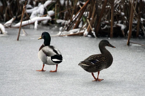 stock image Duck on a frozen lake