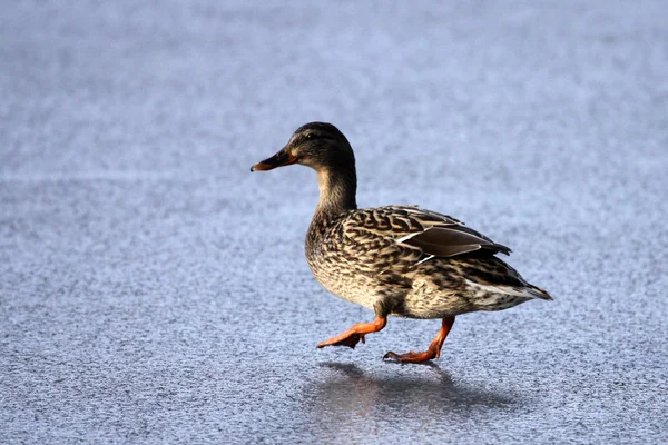 Duck on a frozen lake — Stock Photo, Image