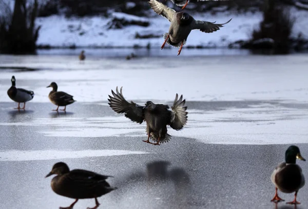 Ducks on a frozen lake — Stock Photo, Image